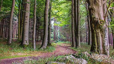 Ein Waldweg durch hohe Bäume.